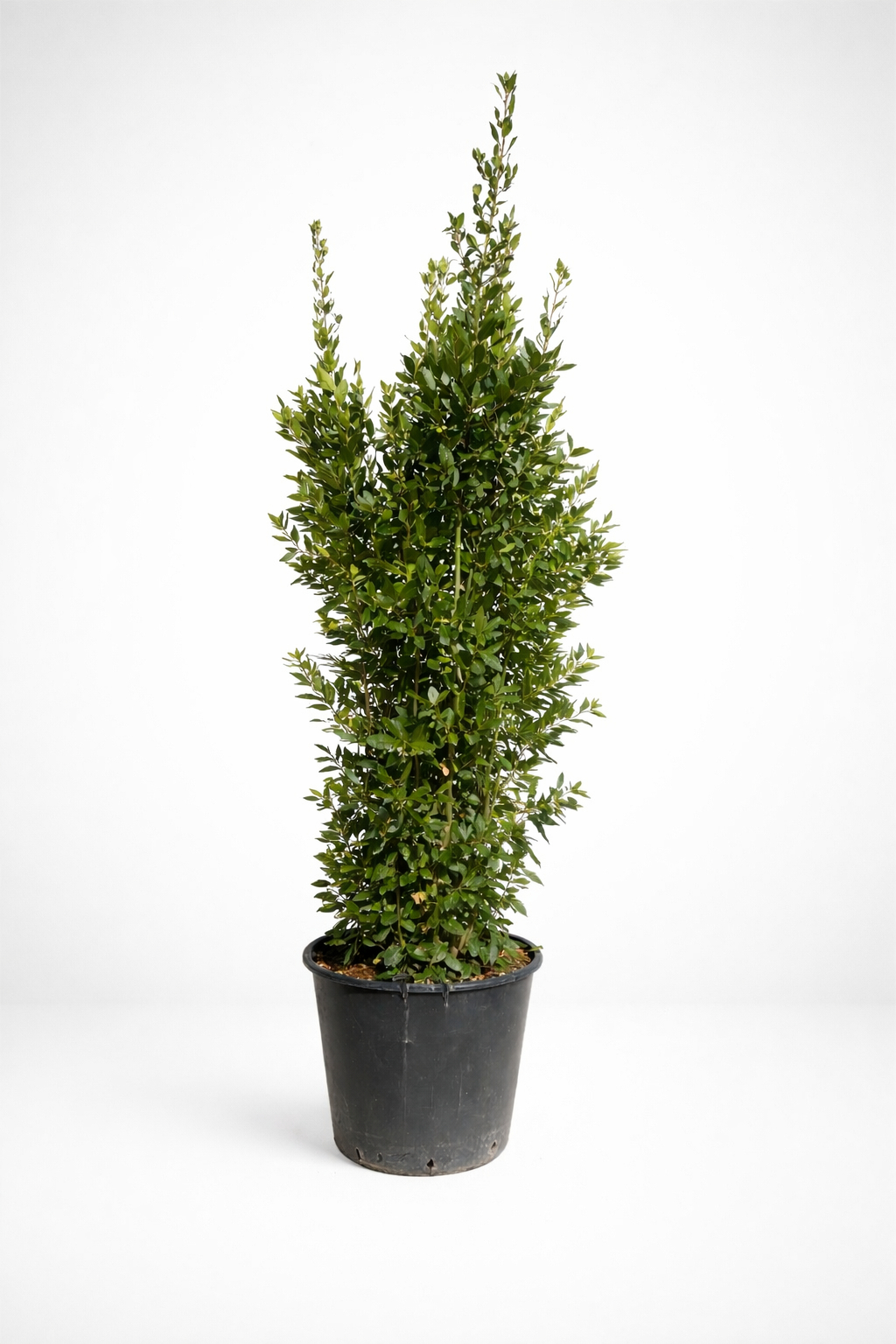 Alloro (Laurus Nobilis) V. ø60