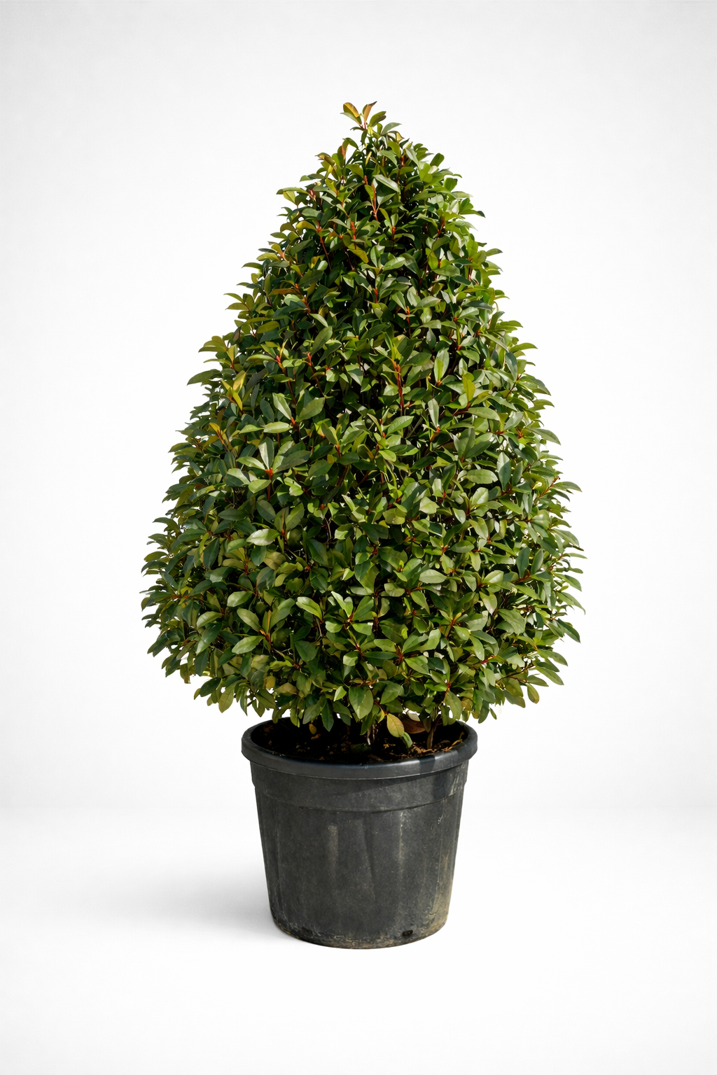 Photinia Piramide V.50