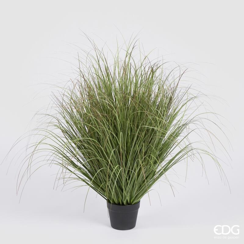 Festuca con Vaso h.90 Edg