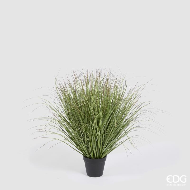 Festuca con Vaso h.58 Edg