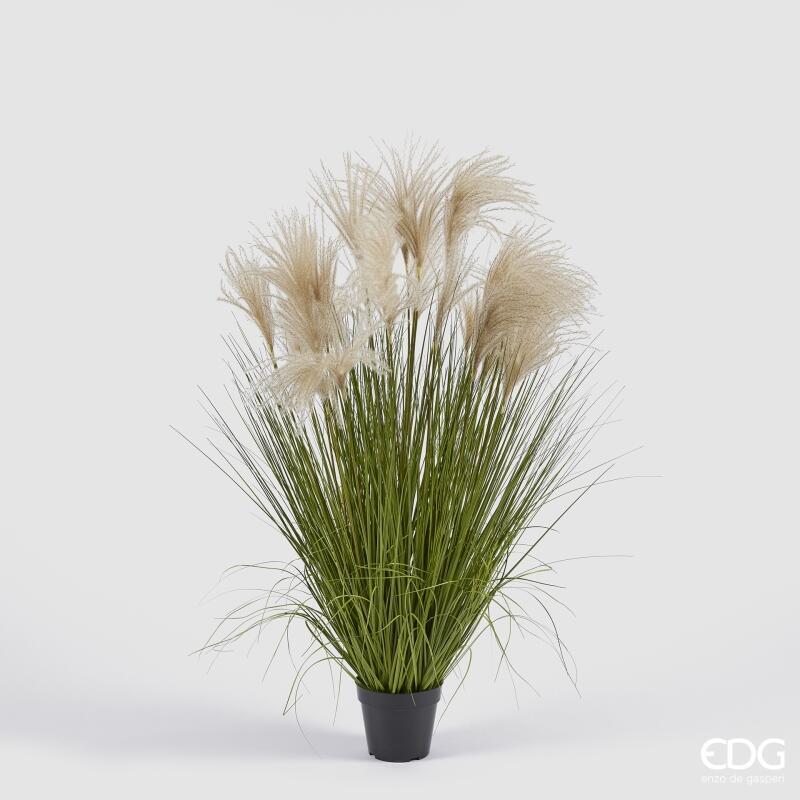 Festuca con Vaso h.120 Edg