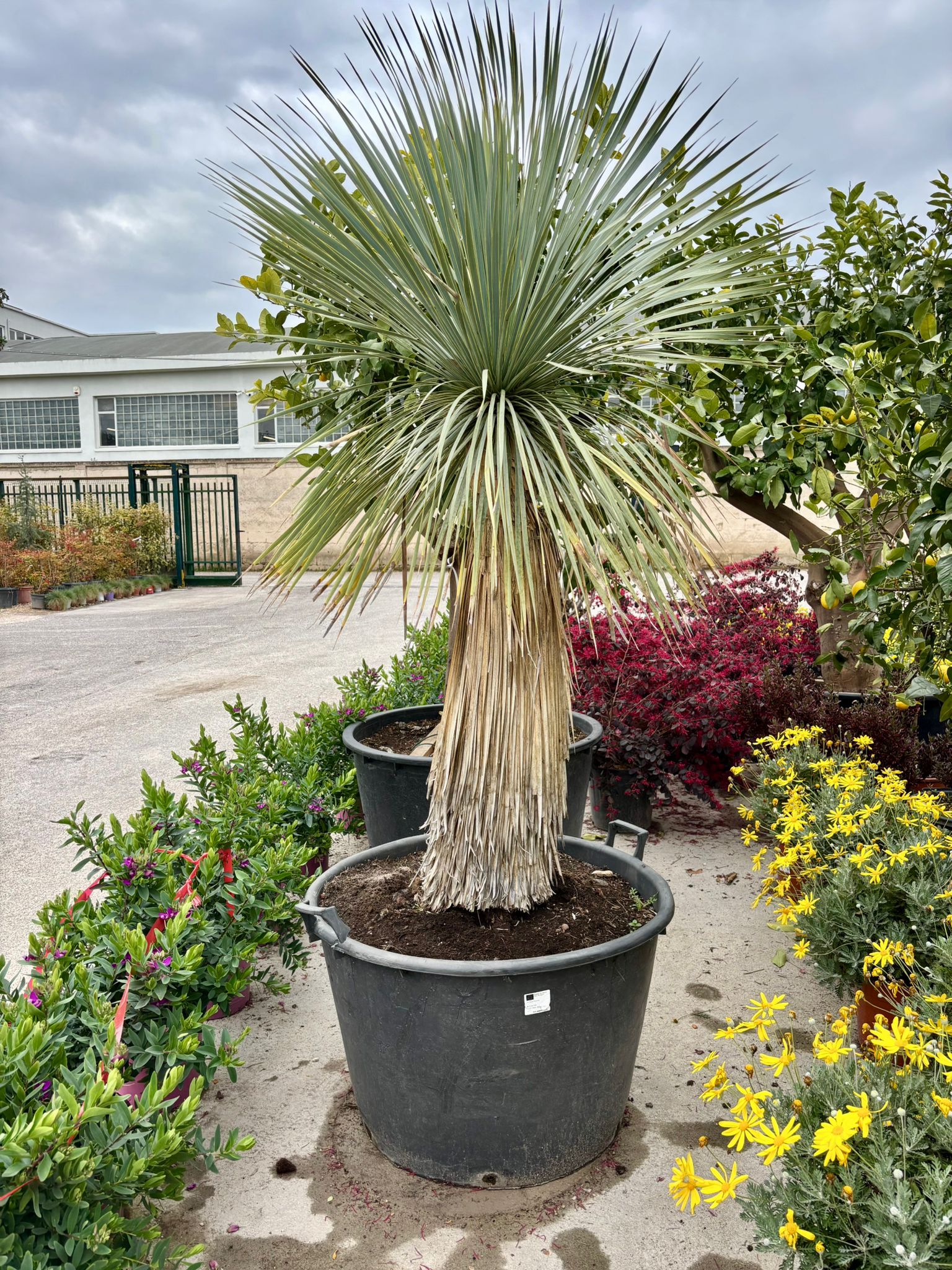 Yucca Rostrata v.Ø 60cm, H 150cm (vaso escluso) Circ. Tr. 65/70cm