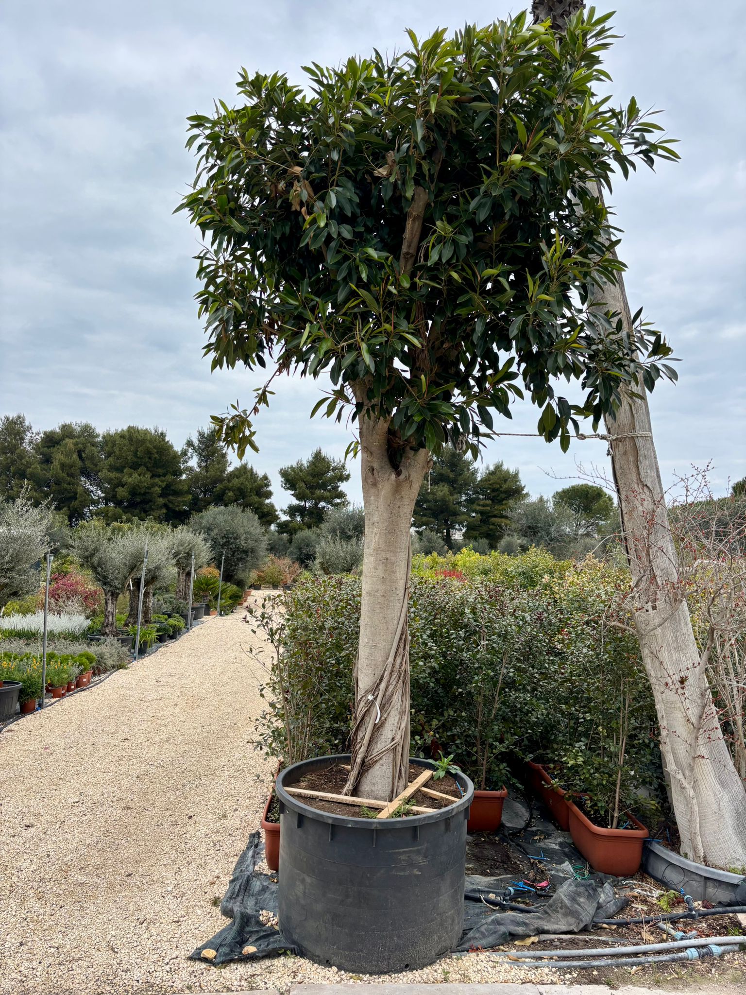 Ficus Bellingeri XXL, tronco Ø 100/110cm, H 4m (vaso escluso)