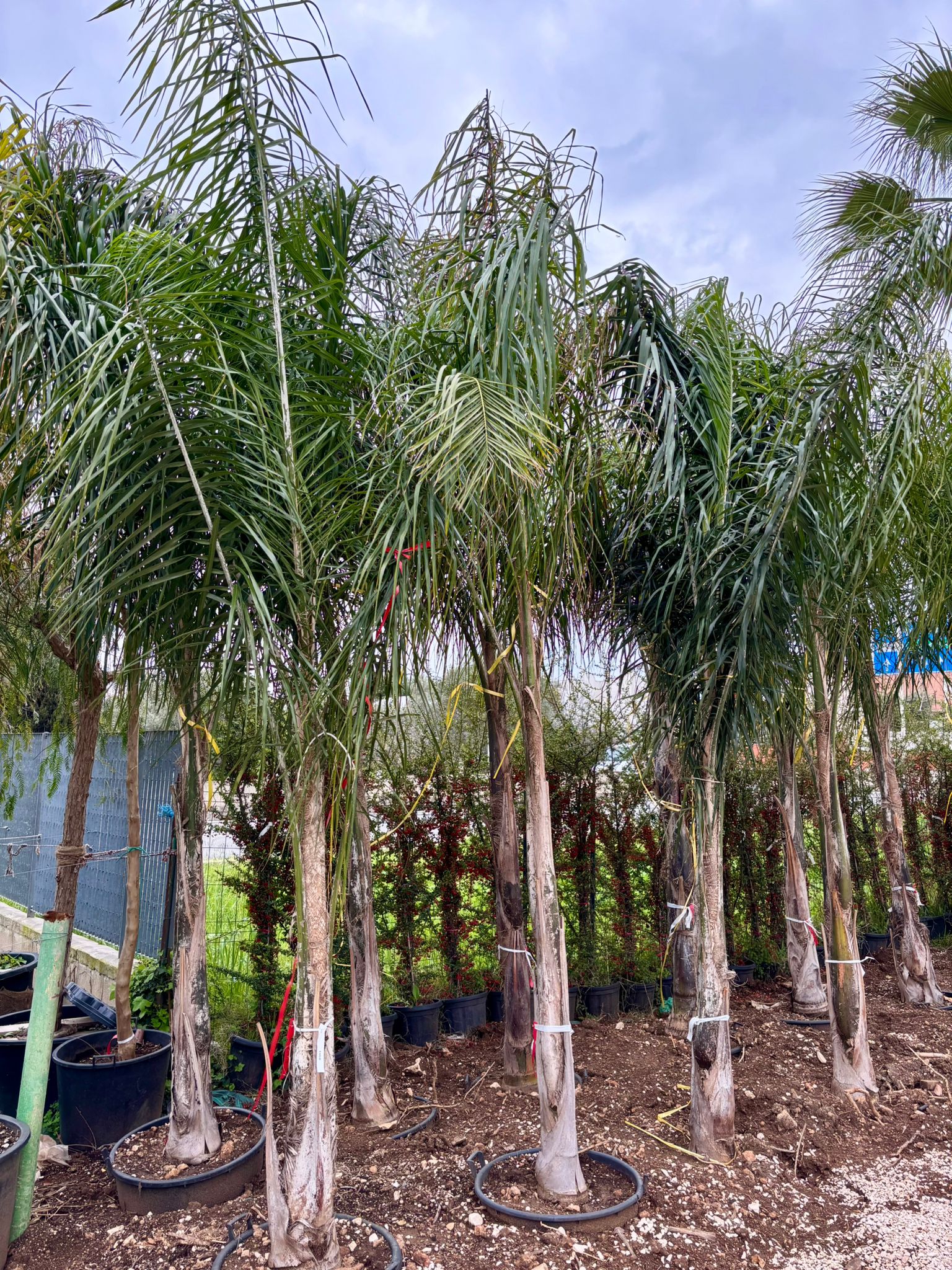 Cocos (Arecastrum Romanzoffianum) v.Ø 60cm cir.tr. 40/45cm, H 4mt (vaso escluso)