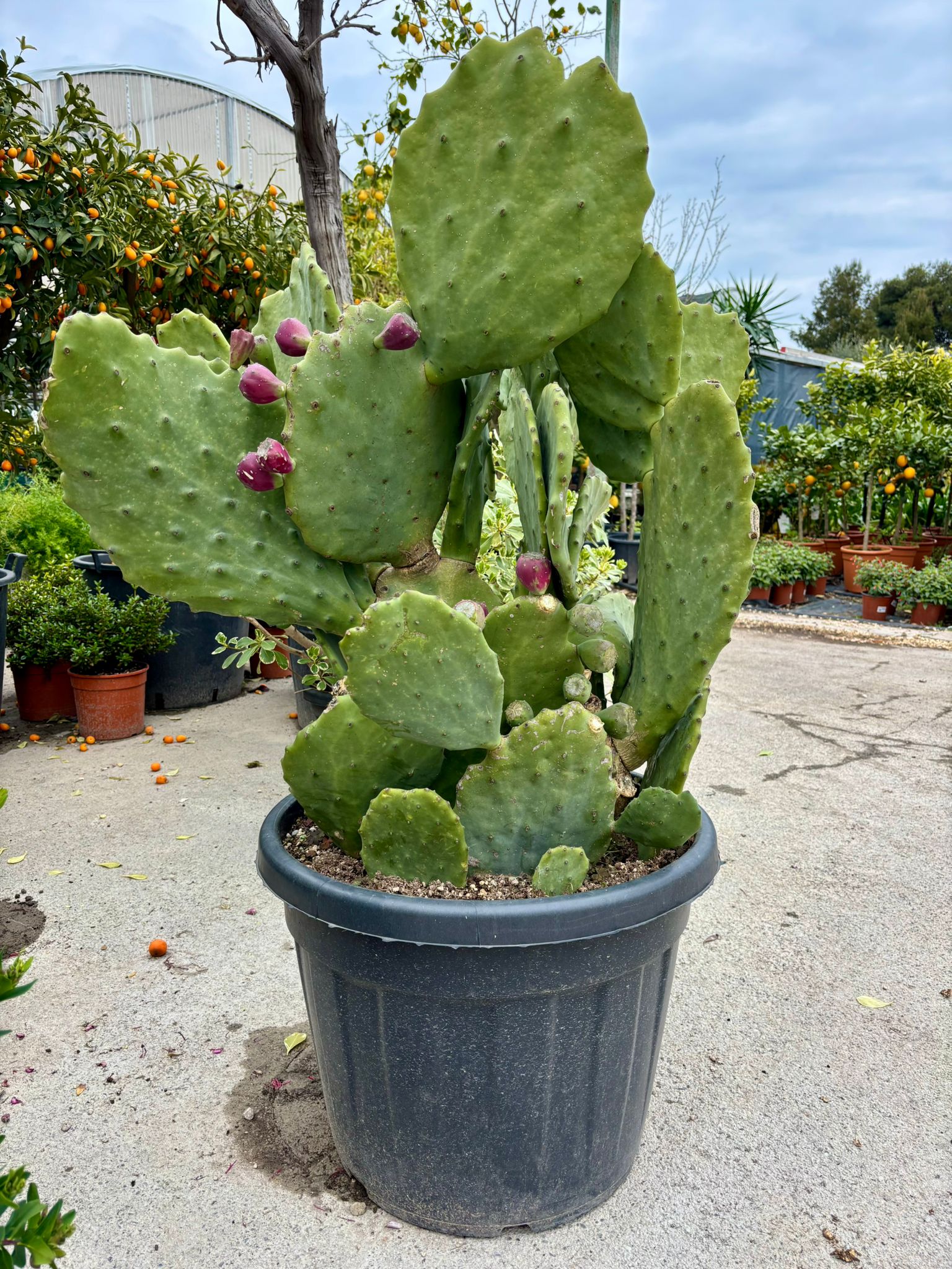 Opuntia (Fico D'India) v.Ø55cm h.120cm (vaso escluso)