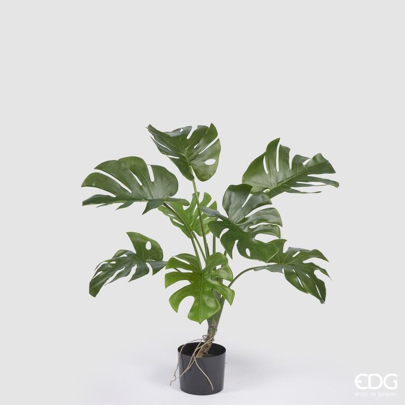Monstera Pianta con Vaso h.100 Edg