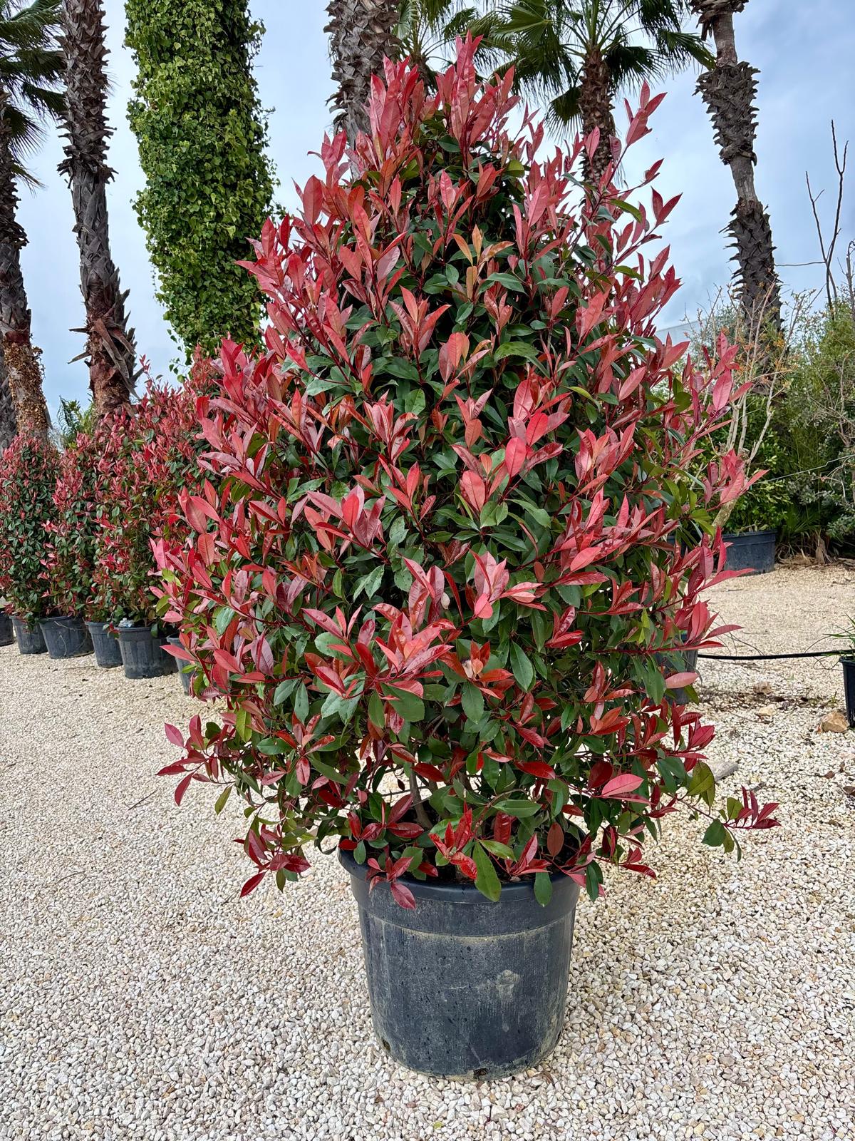 -  Photinia piramide V. Ø 50cm, H 170cm 