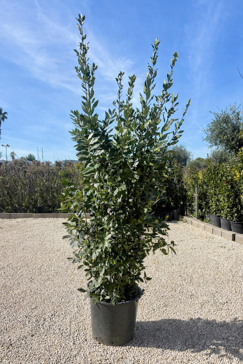 Alloro (Laurus nobilis) V. Ø 60cm, H 200cm 