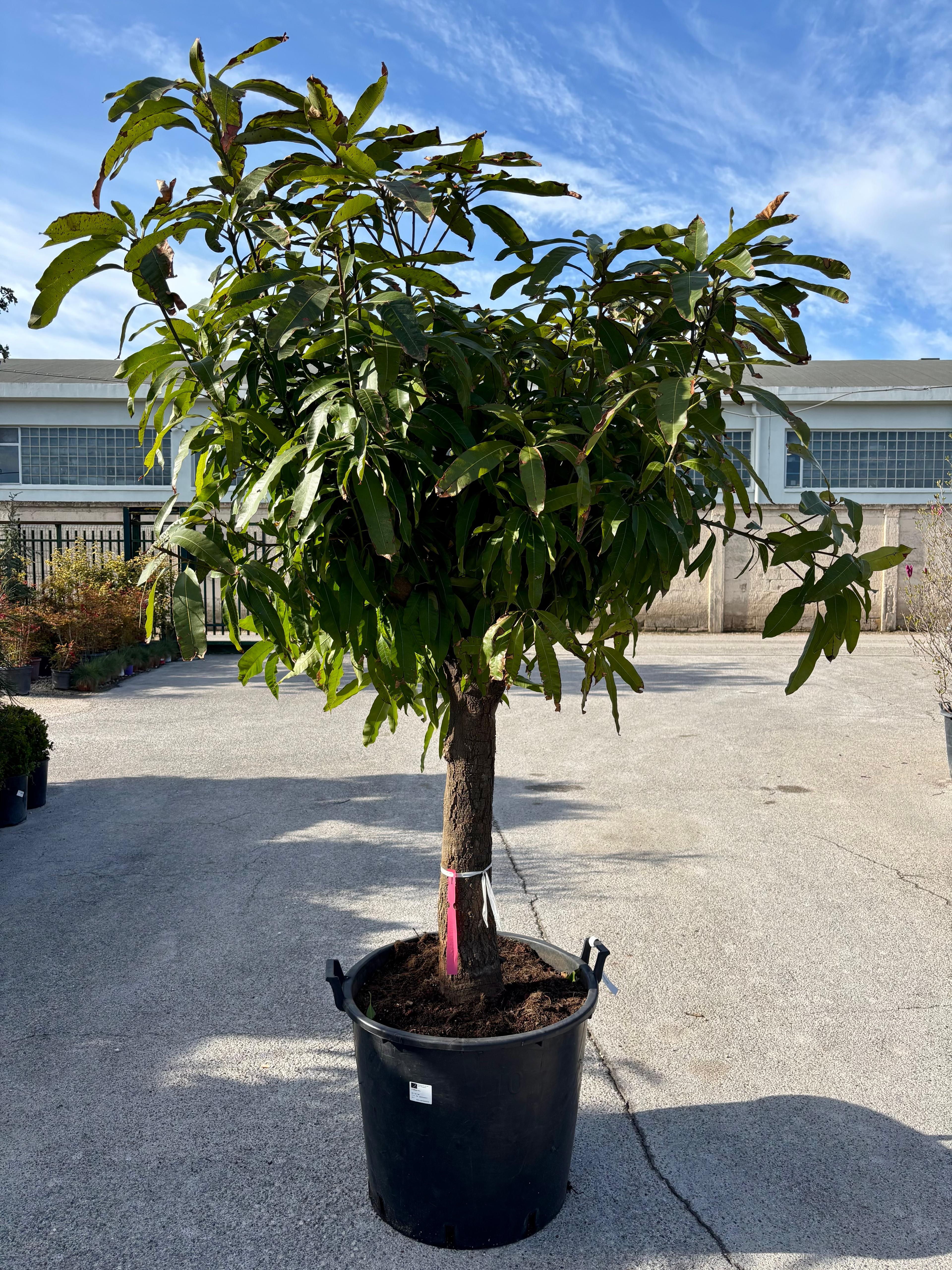 Mango Keitt (Mangifera indica) Ø 60cm, H 200cm