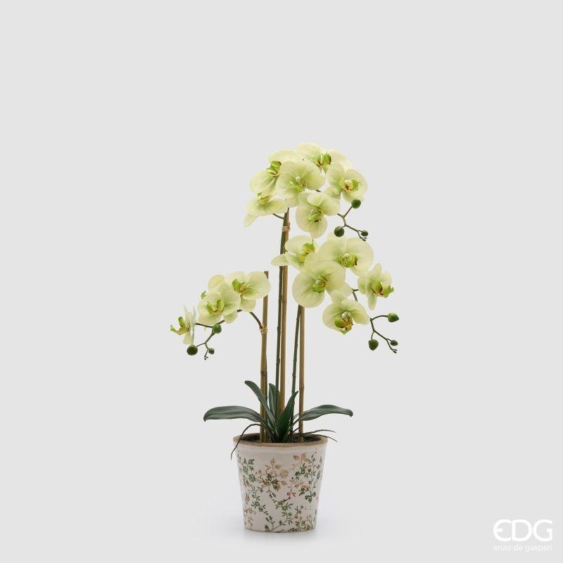 Orchidea Phalaenopsis con Foglie e Vaso Verde h.65 Edg