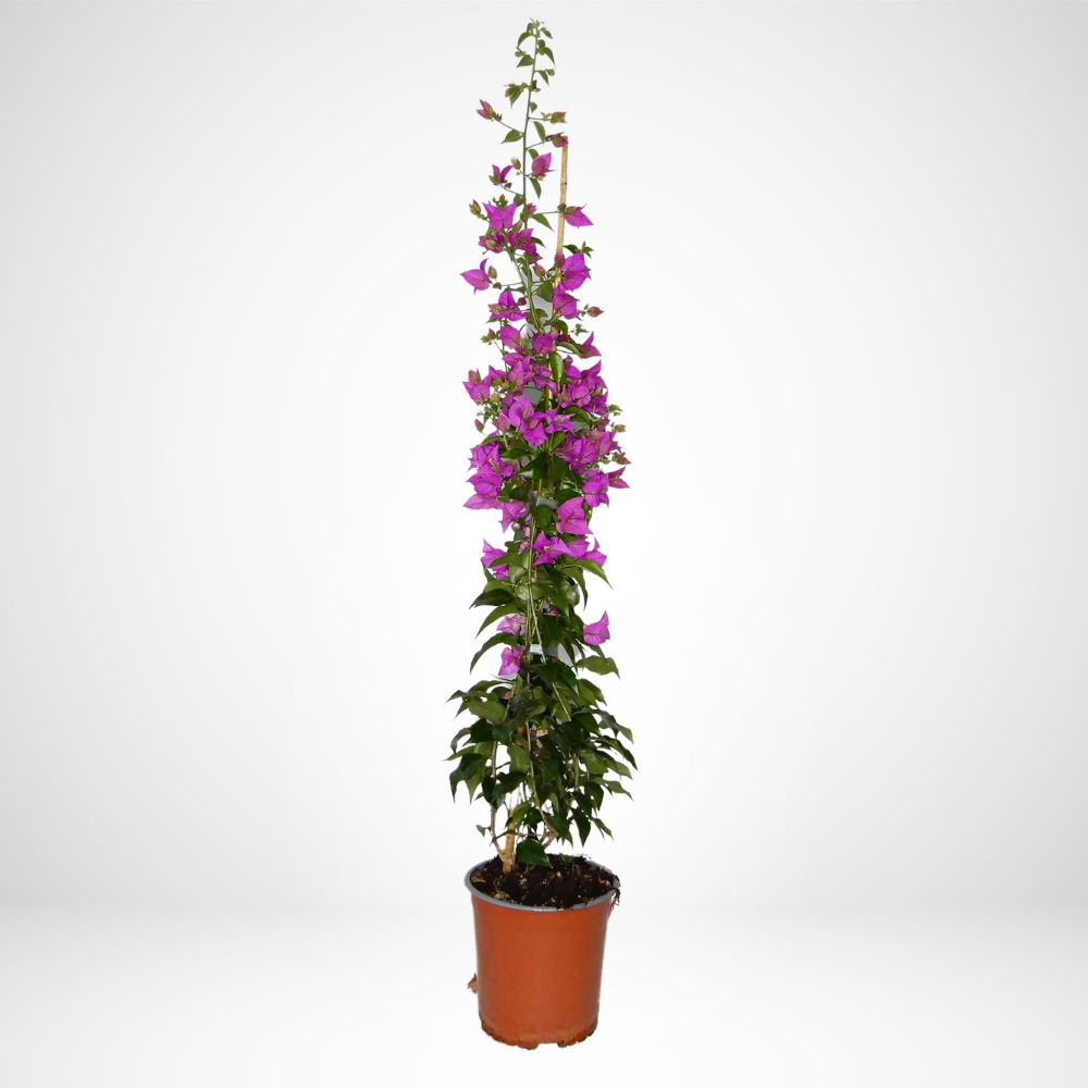 Bouganvillea color mix H. 150cm