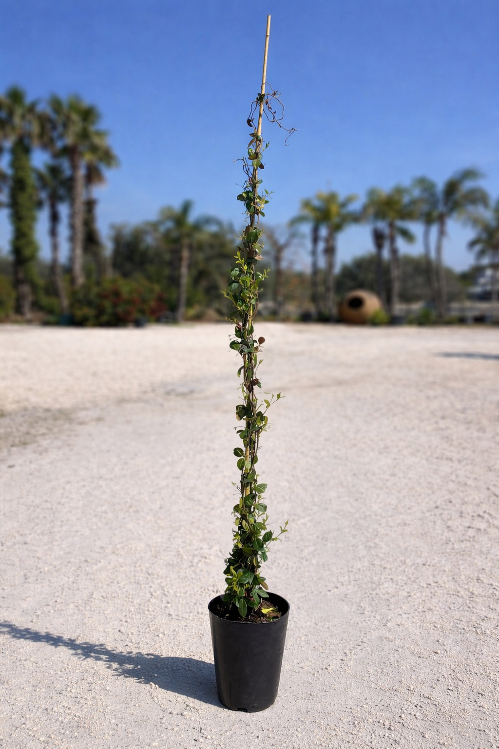 Rhyncospermum Jasminoides (falso Gelsomino) Ø21