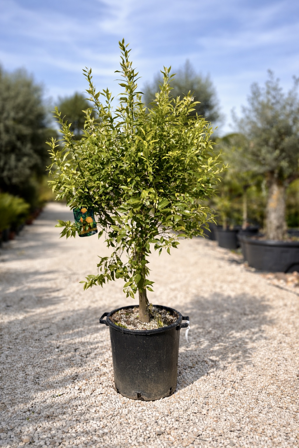 Mandarino (Citrus reticulata) Ø 35cm, H 150cm
