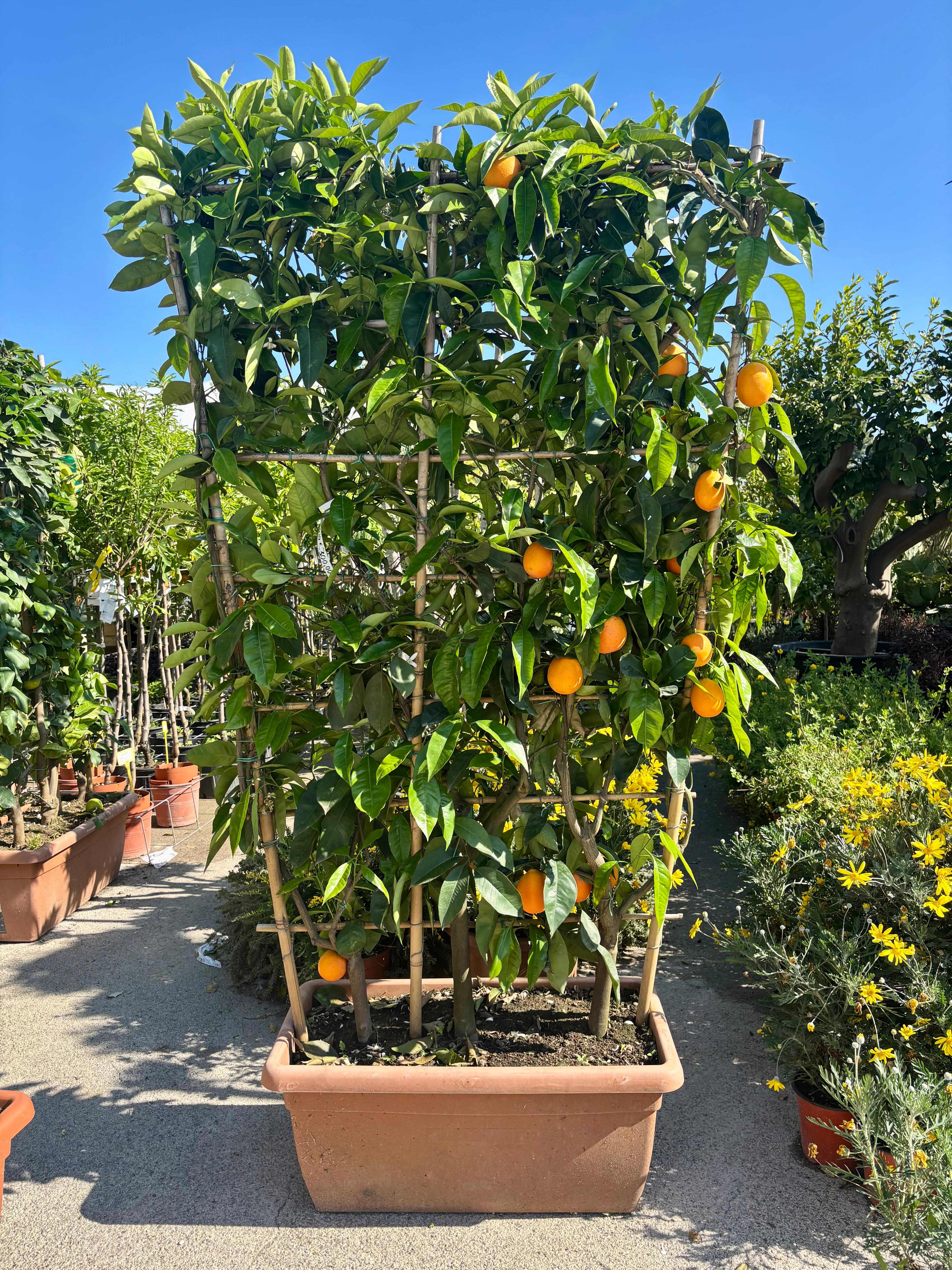 Arancio a spalliera (Citrus Sinensis) V. 40 x 80cm, H 200cm