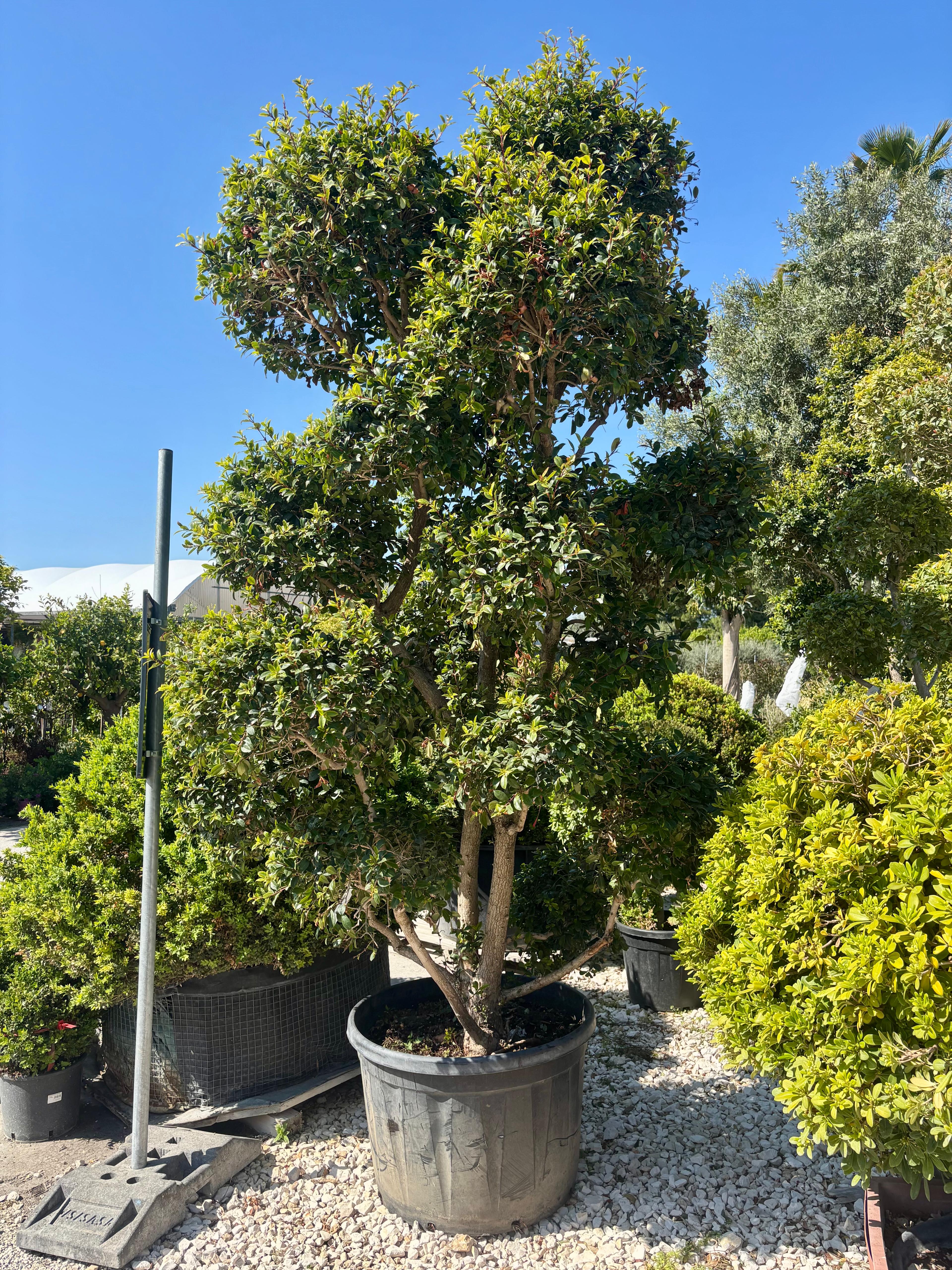 Eugenia myrtifolia Newport Pompon Ø 80cm, H 300cm (vaso escluso)