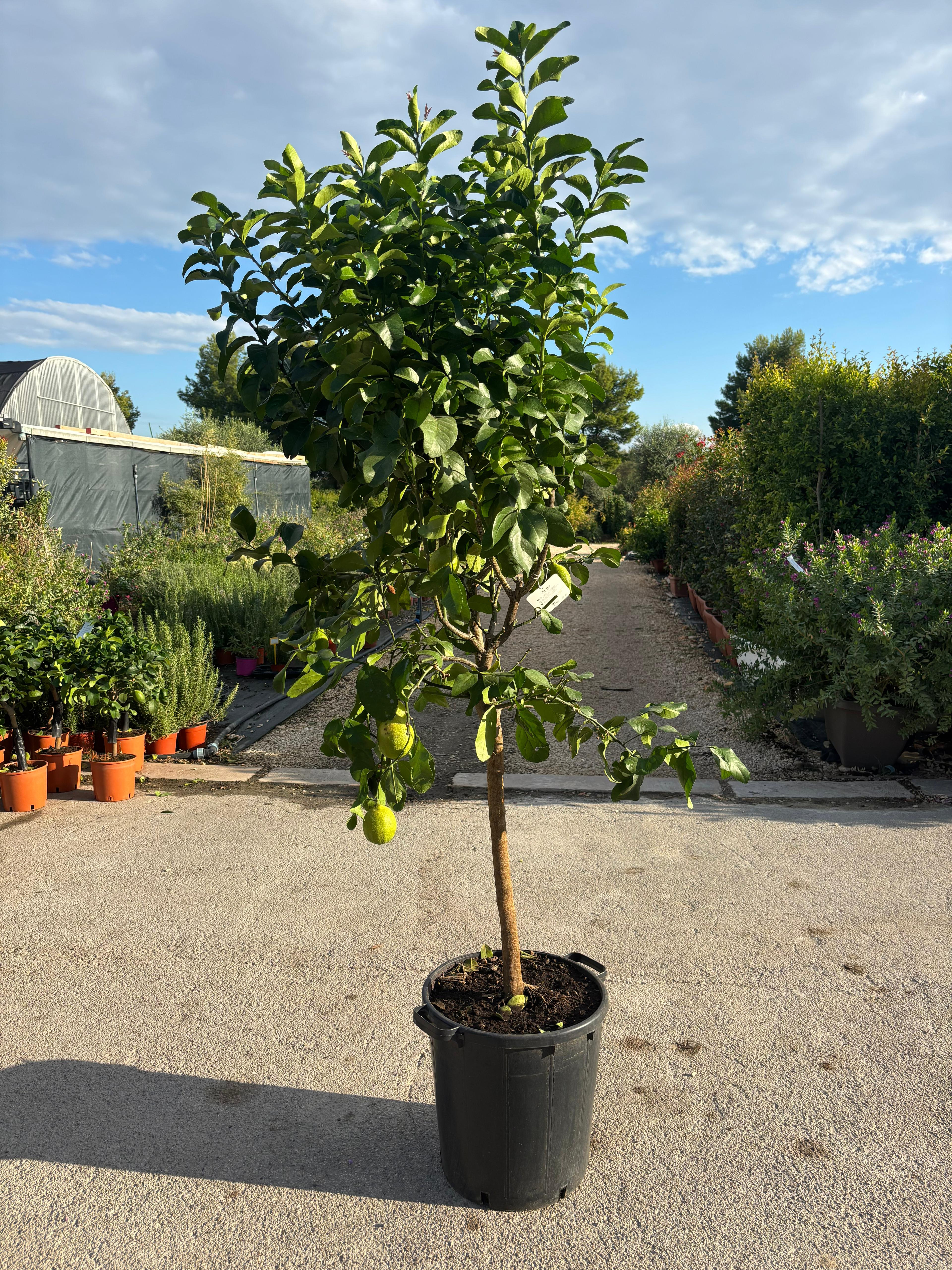 Albero di Limone Ø 45cm, H 180cm