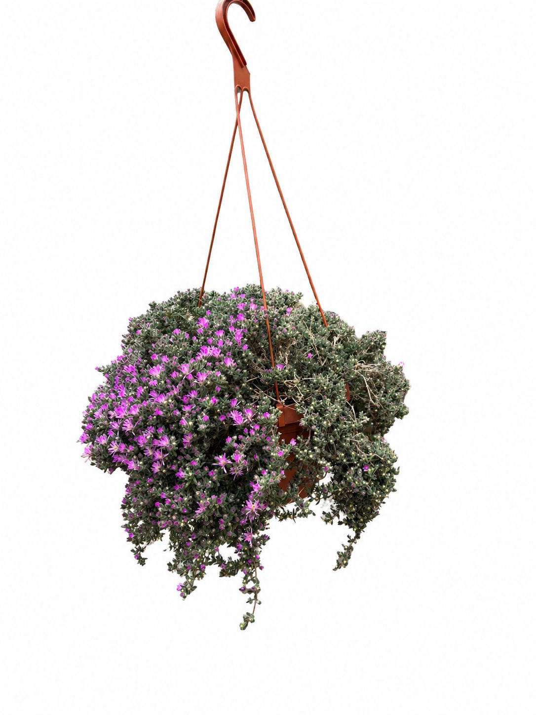 DROSANTHEMUM Hispidum (barba di giove) V27