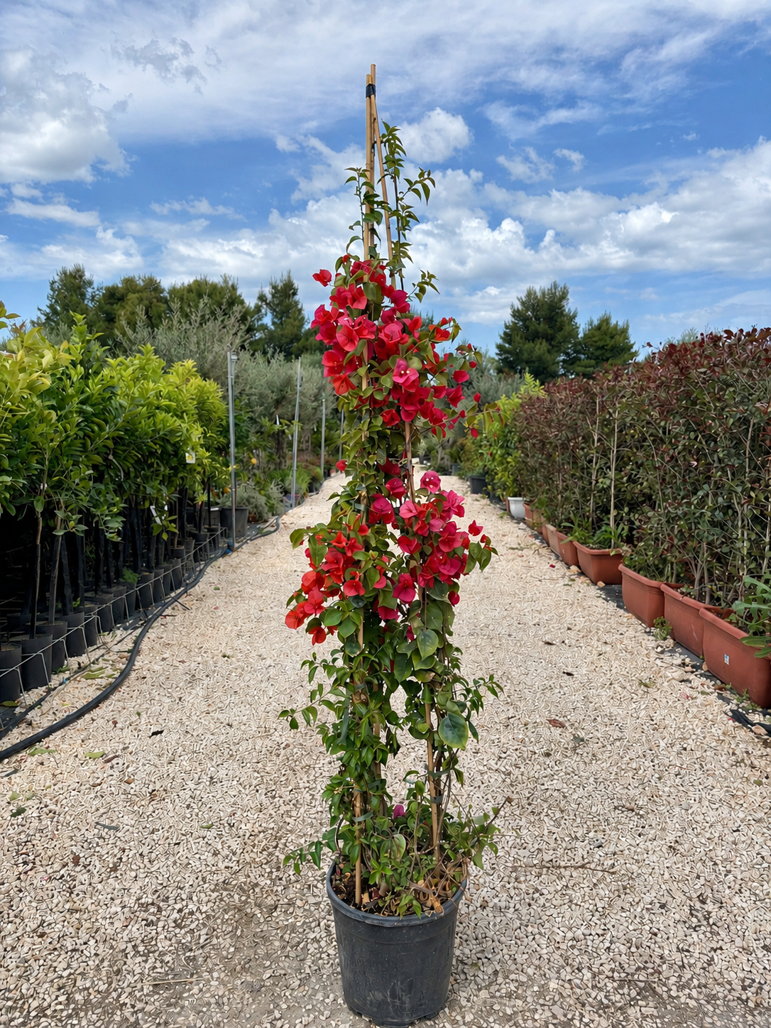 Bougainvillea Sanderiana (color mix) a piramide Ø 30cm, H 170cm