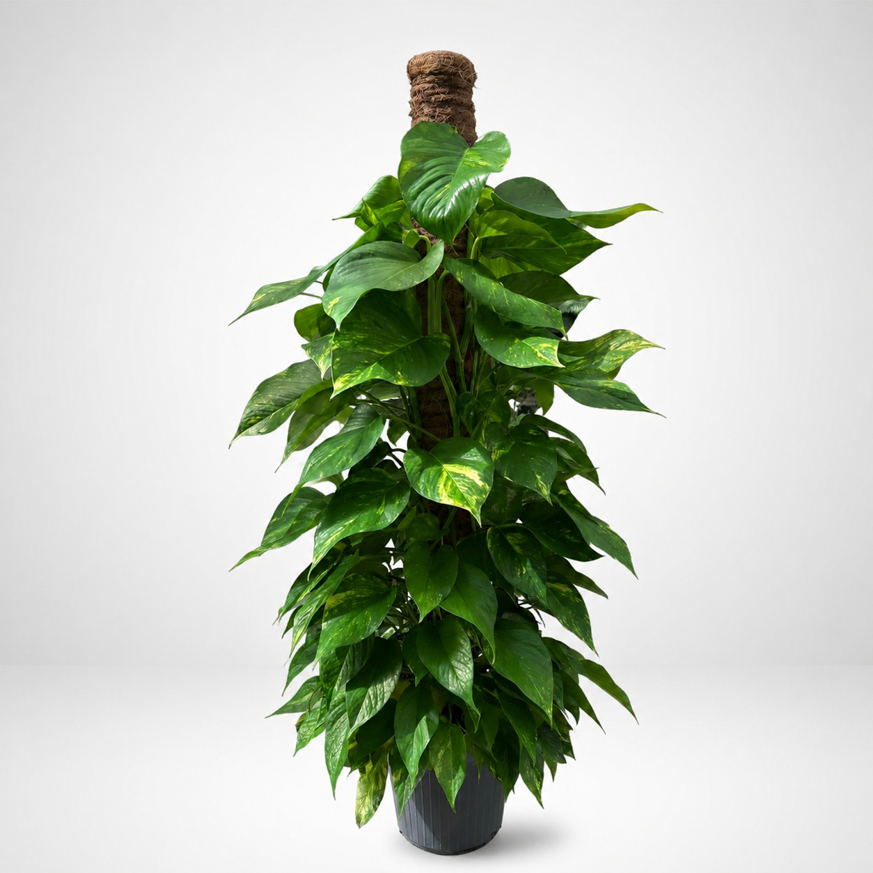 Pothos Bastone mini ø24cm h.120cm.