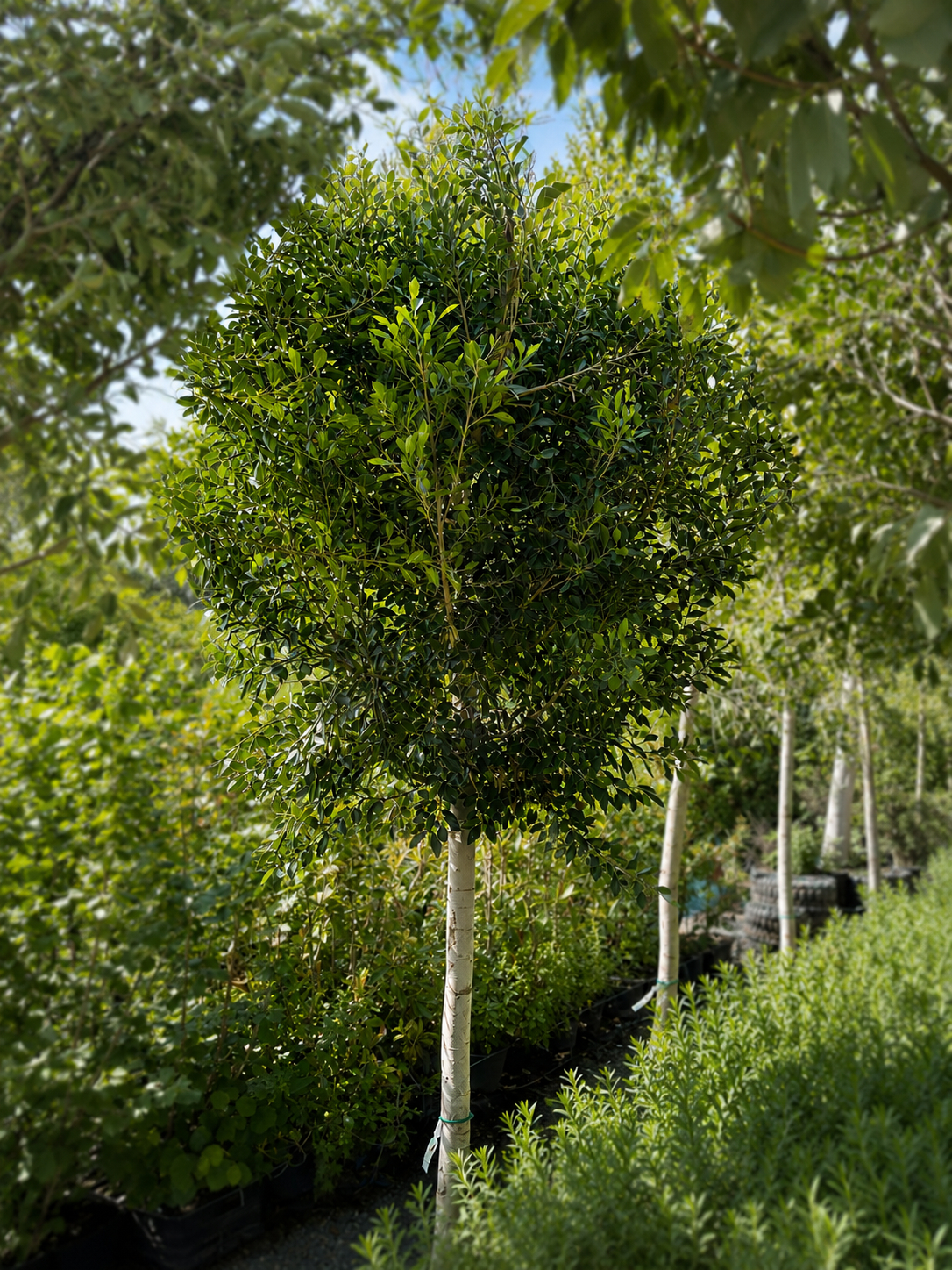Ficus Retusa Nitida Ø70 h.3mt.