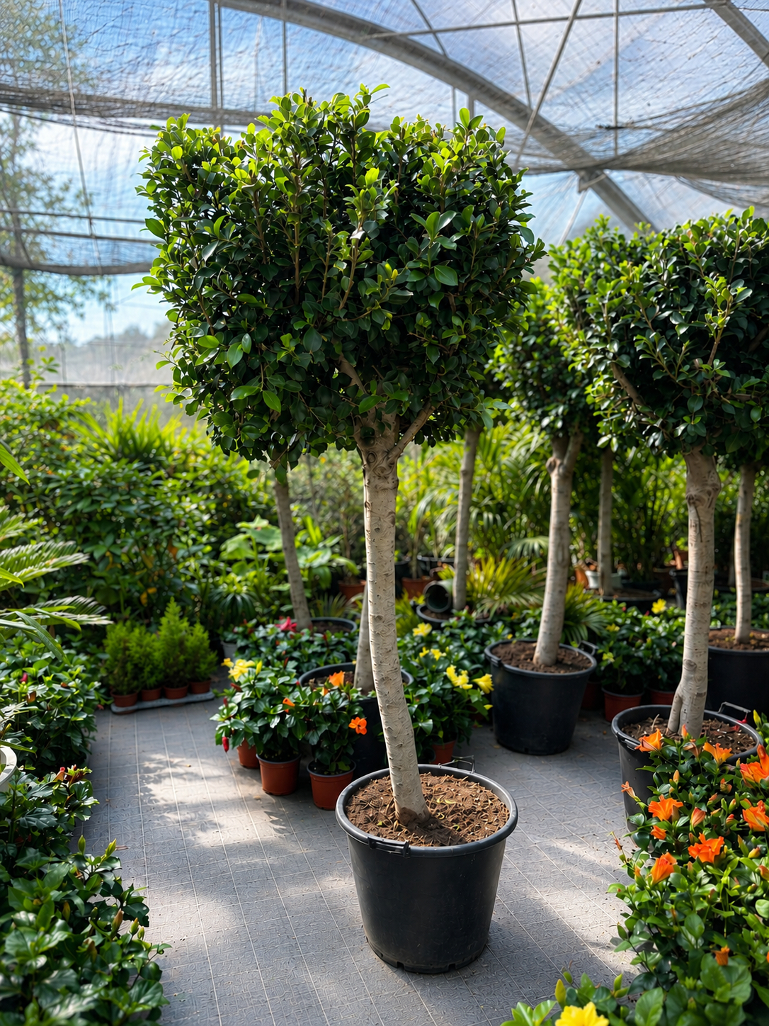 Ficus Retusa Nitida Ø50cm h.2mt. 