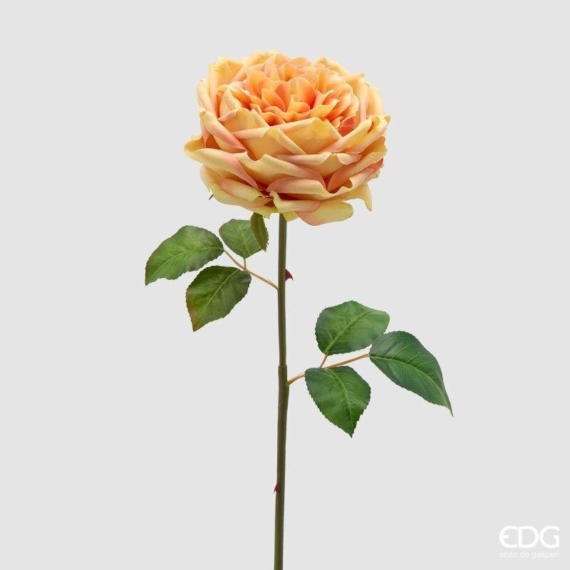 Rosa Inglese Ramo Gialla h.50 Edg