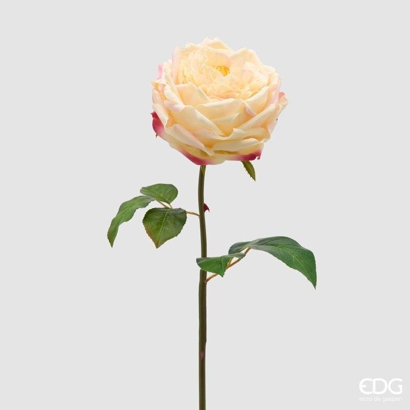 Rosa Inglese Ramo Crema h.50 Edg
