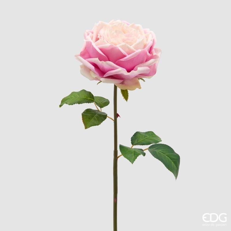 Rosa Inglese Ramo Rosa h.50 Edg
