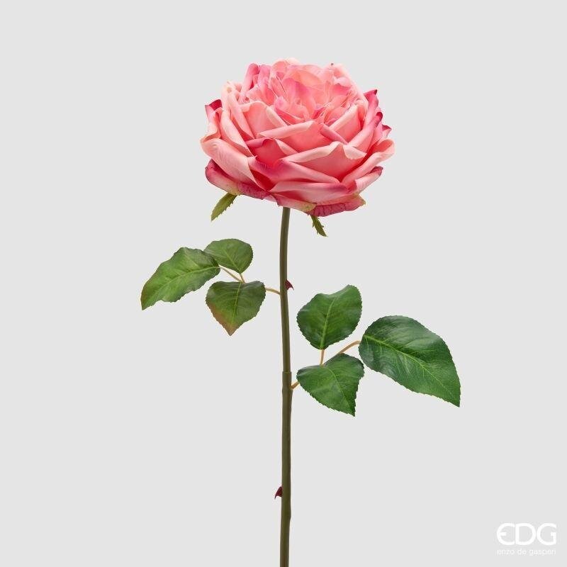 Rosa Inglese Ramo Rosa Scuro h.50 Edg