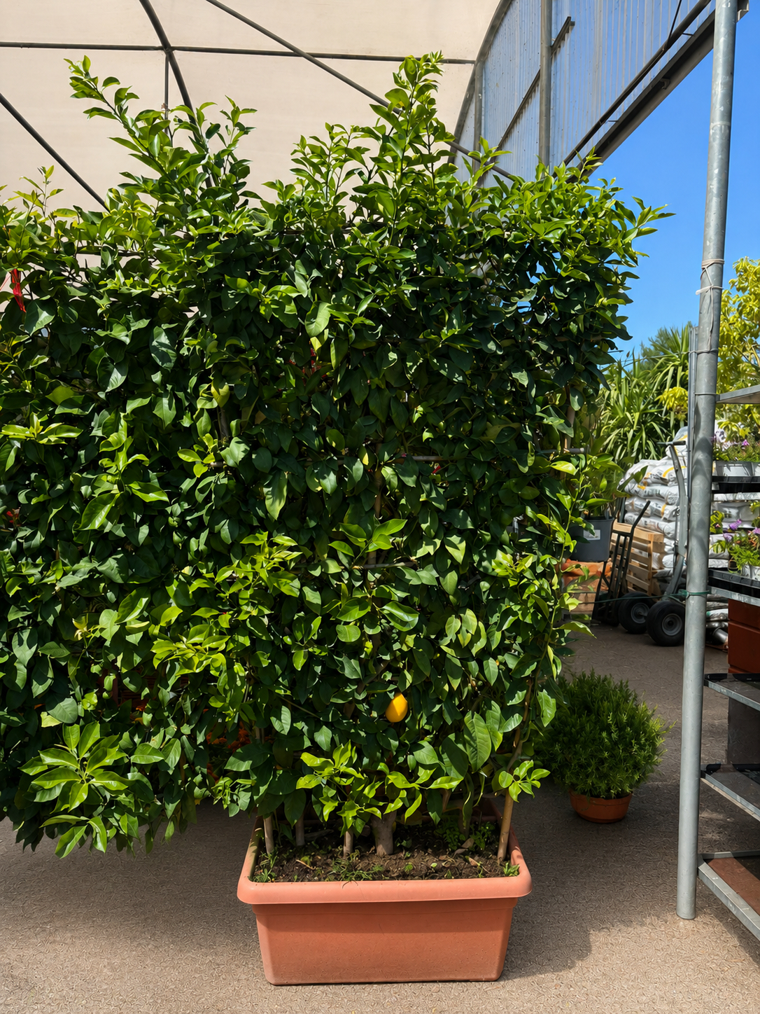 Limone Meyer Spalliera XL in Vaso H200cm (Citrus × meyeri)