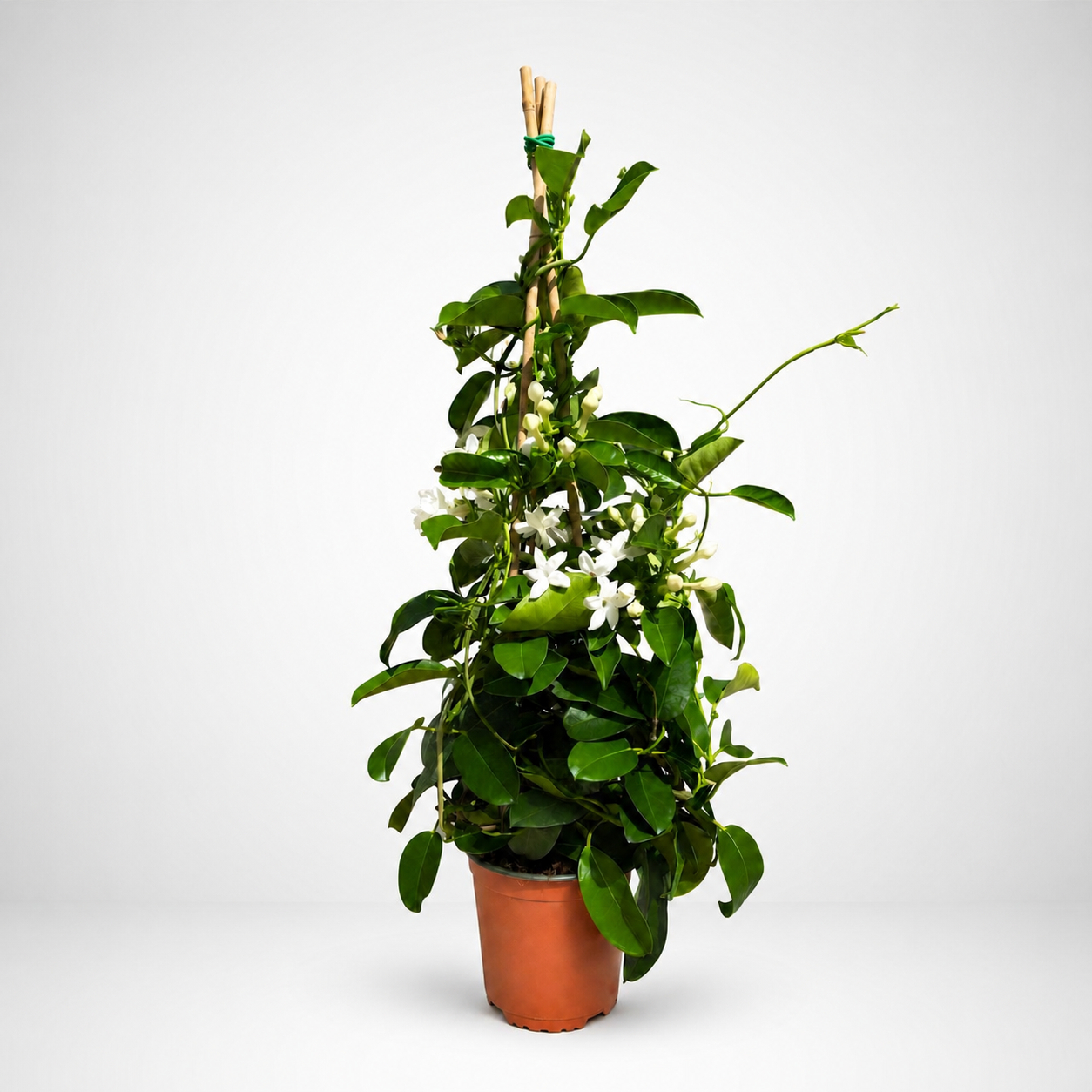 Stephanotis piramide Ø17cm h.70cm