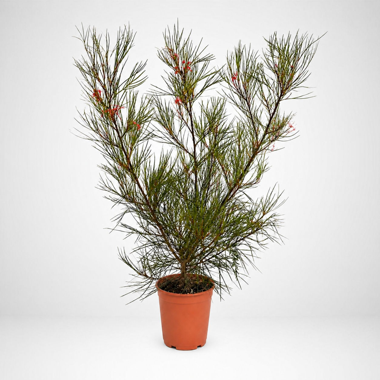 Grevillea Johnsonii Ø 24cm, H 100cm