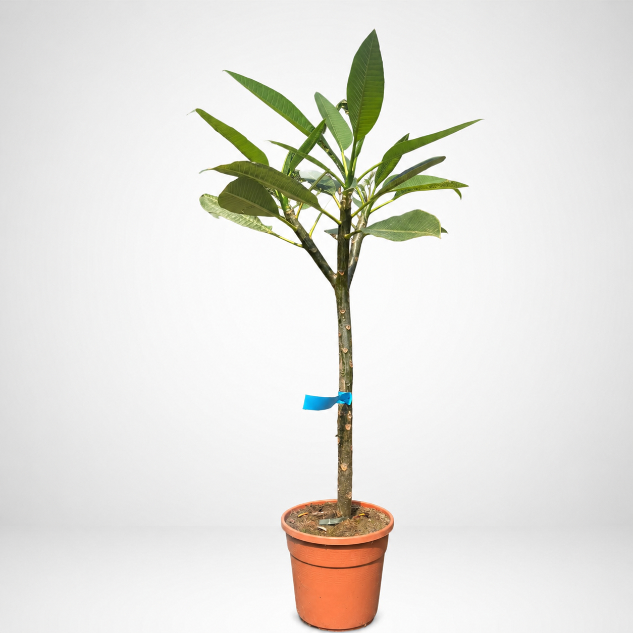 PLUMERIA RUBRA Ø24cm. h.80cm.