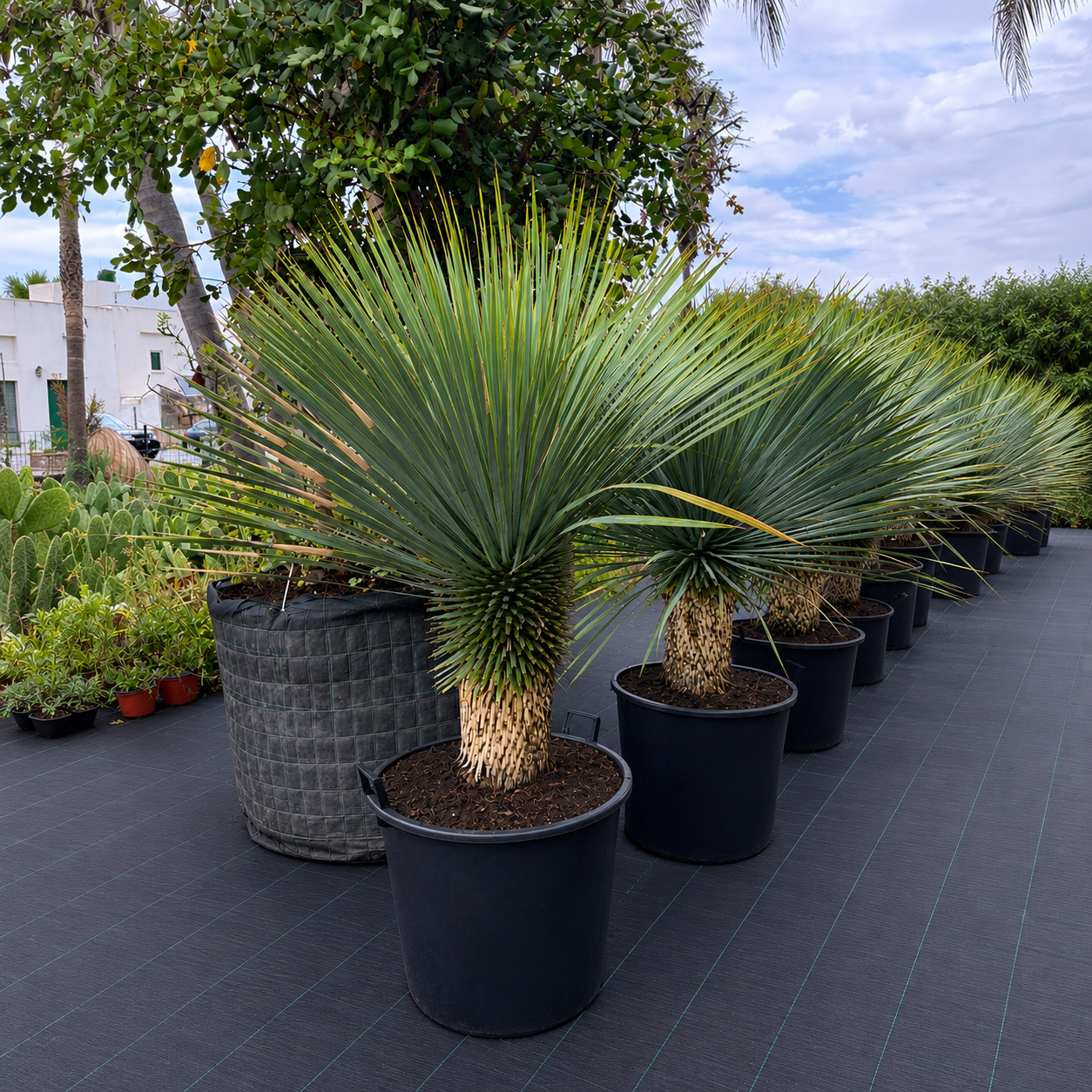 Yucca Rostrata V. Ø 60cm, H 150cm (vaso incl.) Circ. Tr. 50/55cm