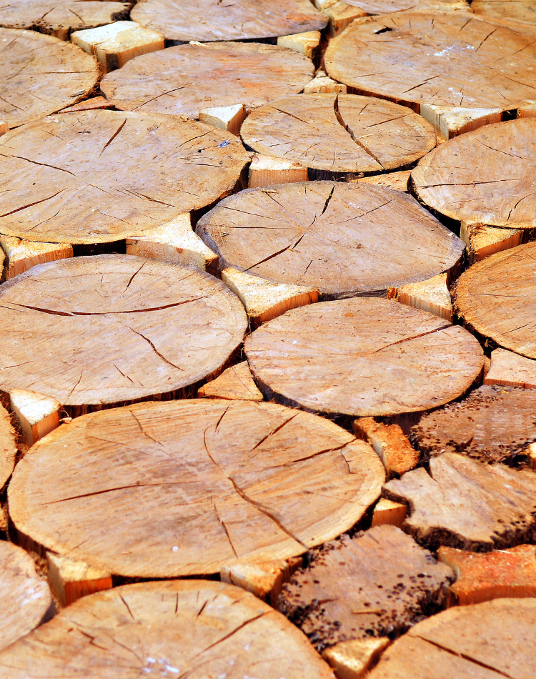 parquet pavimento a sezioni di legno circolari
