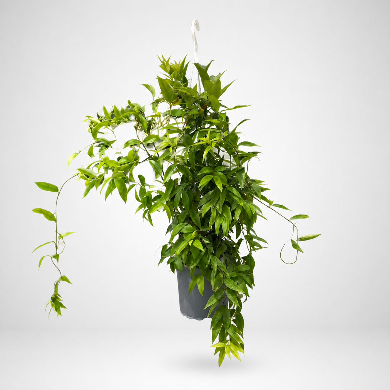 Gelsemium sempervirens (Gelsomino giallo) basket  Ø 15cm