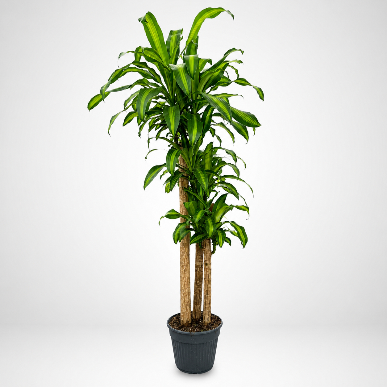 Dracaena fragrans Massangeana Ø30cm, H180cm