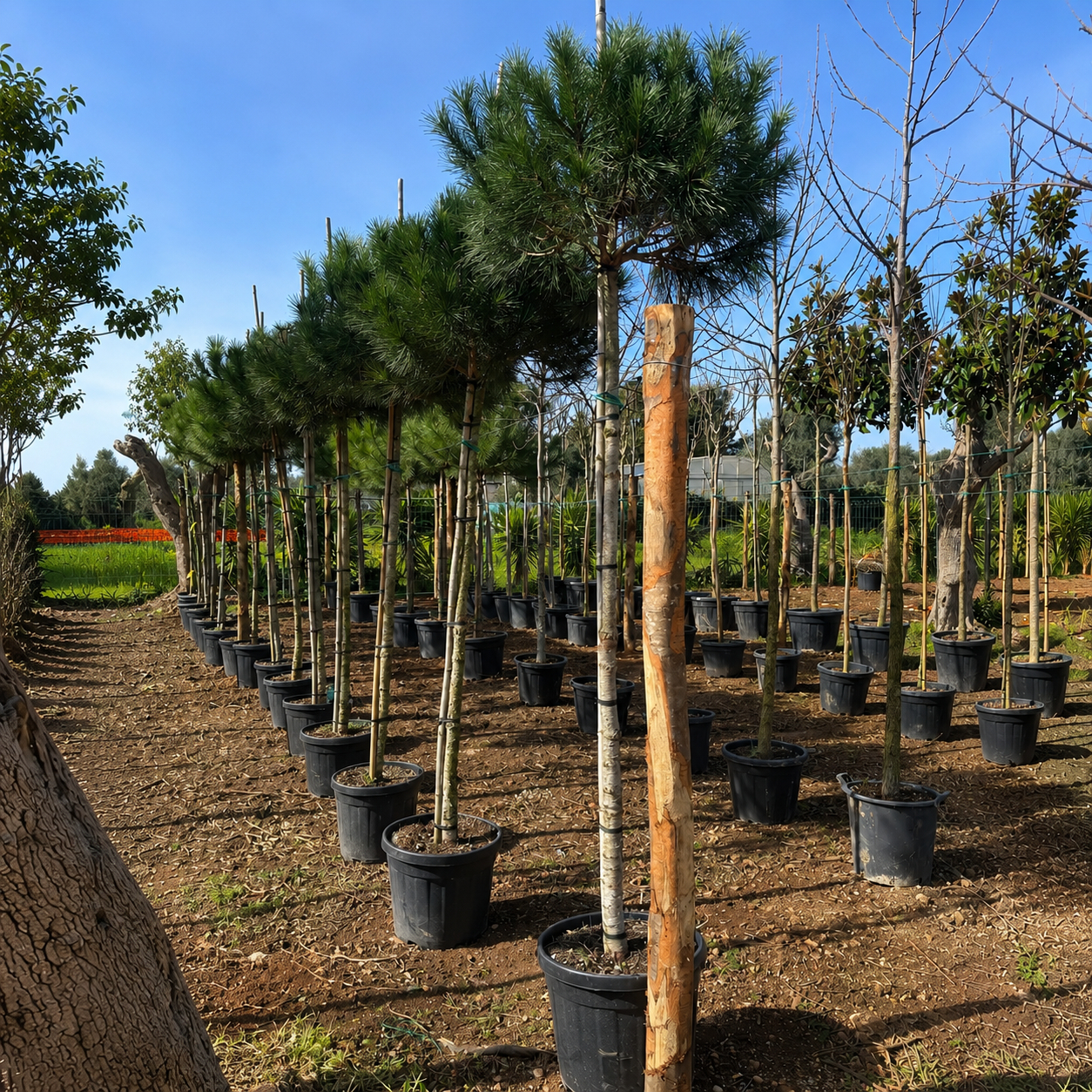 Pinus Pinea v. Ø 40cm h. 2,50mt. circ.tronco 10/15  