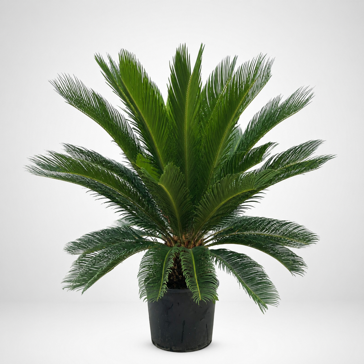 Cycas Revoluta in Vaso 30 cm – Pianta Ornamentale Tropicale