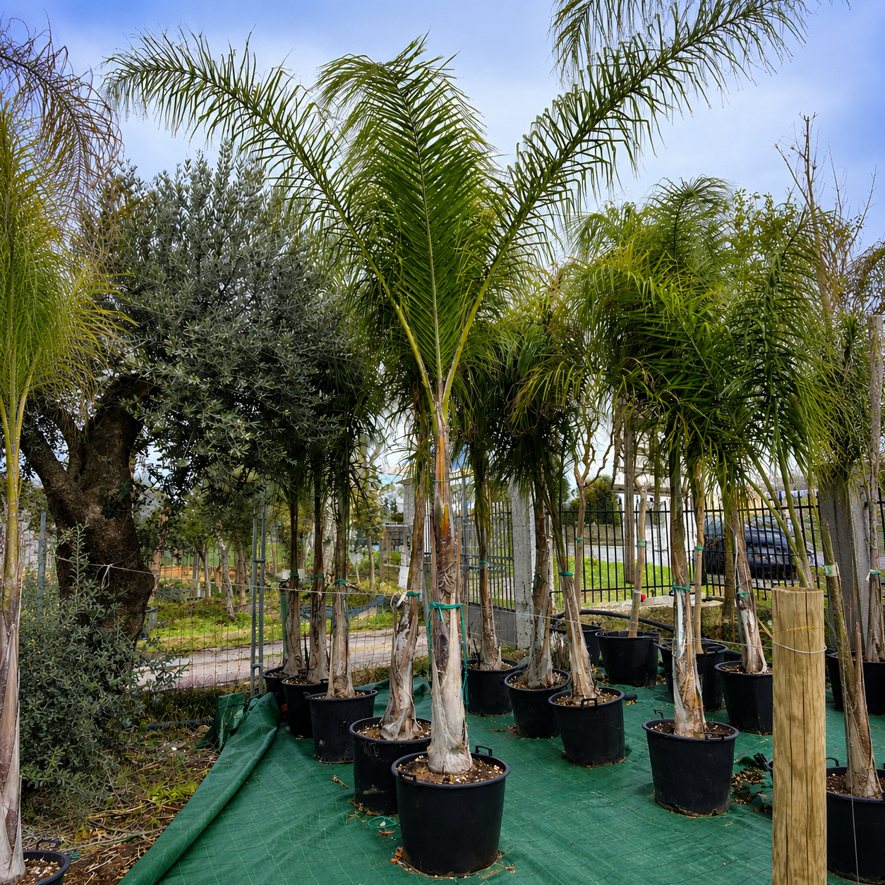Cocos (Arecastrum Romanzoffianum) Ø 55cm, H 320cm