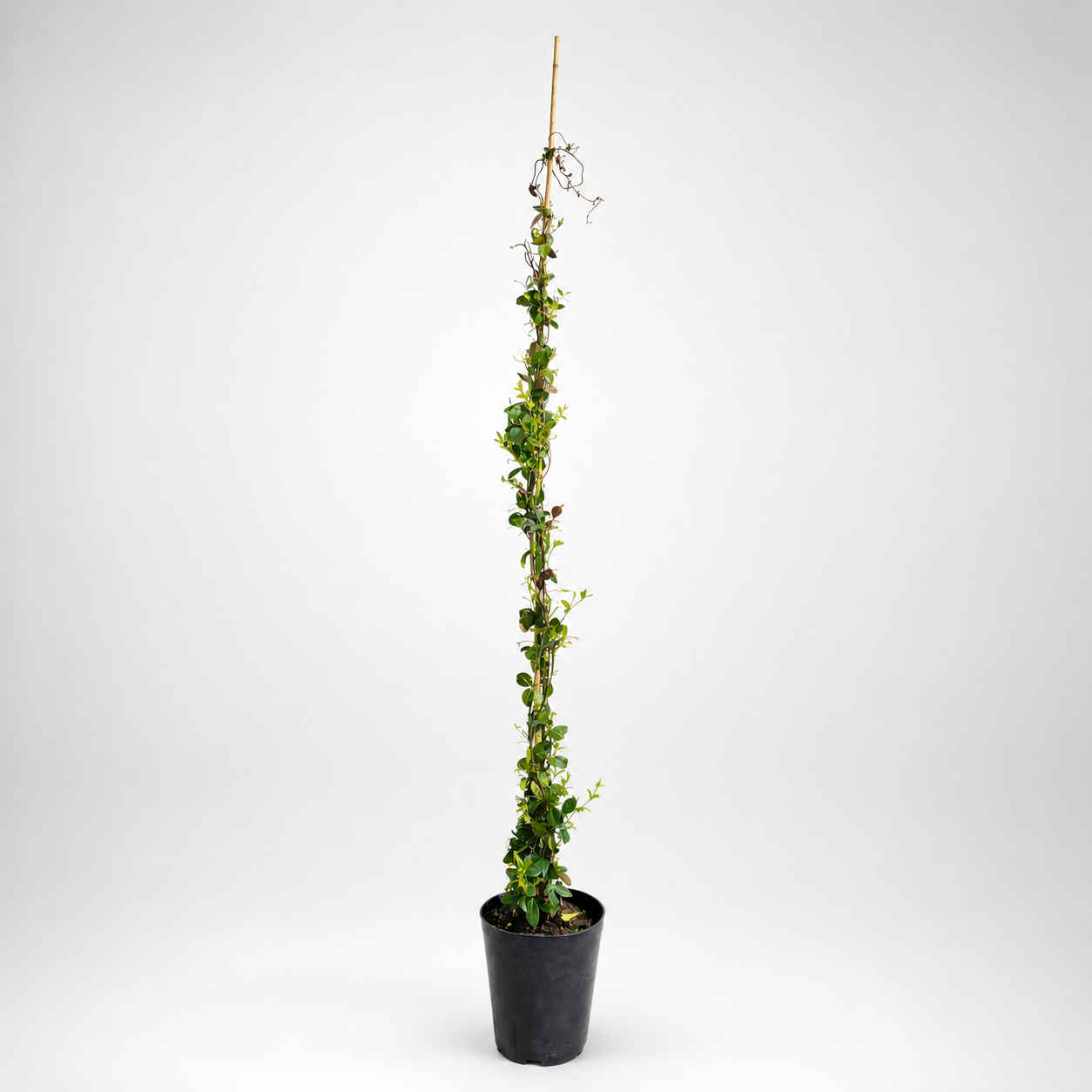 Rhyncospermum Jasminoides (falso Gelsomino) Ø21