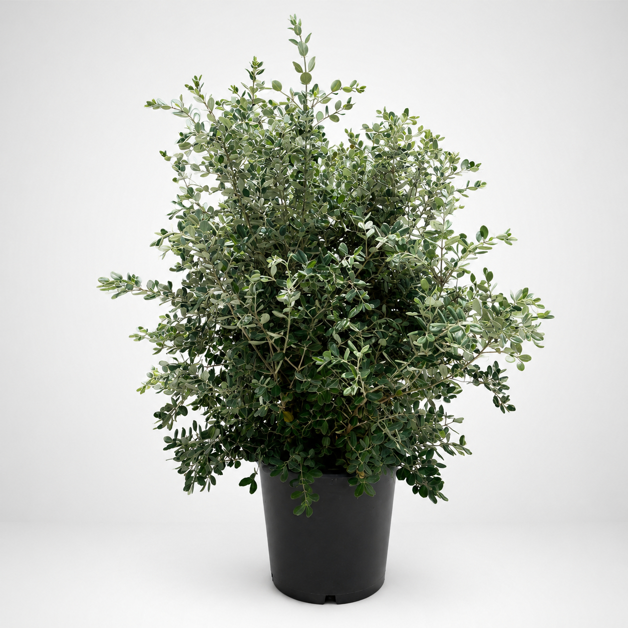 Metrosideros Excelsa XL Ø45