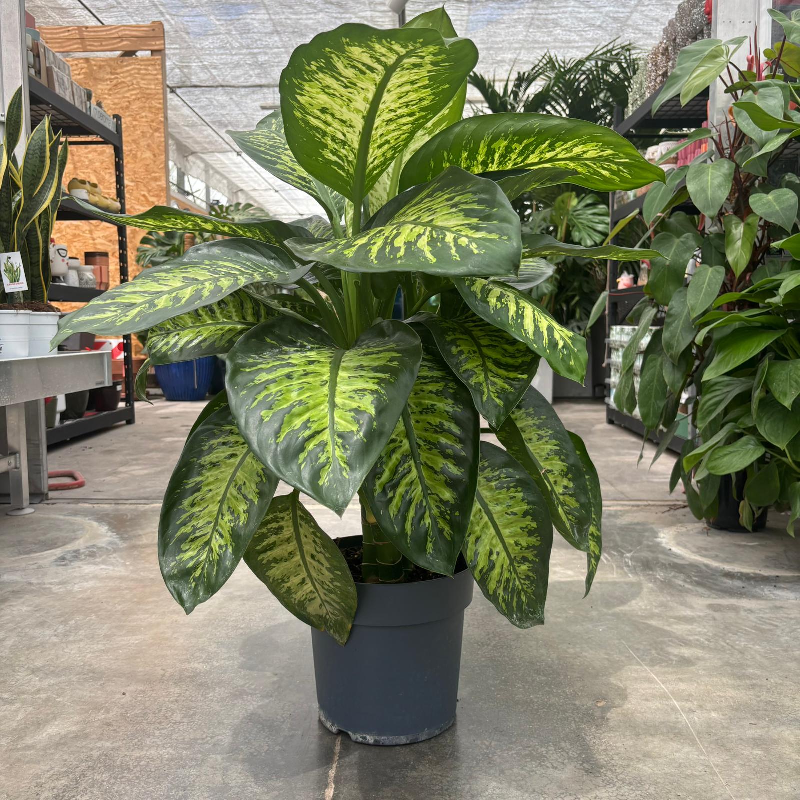 Dieffenbachia tropical Ø 27 cm, H 90cm
