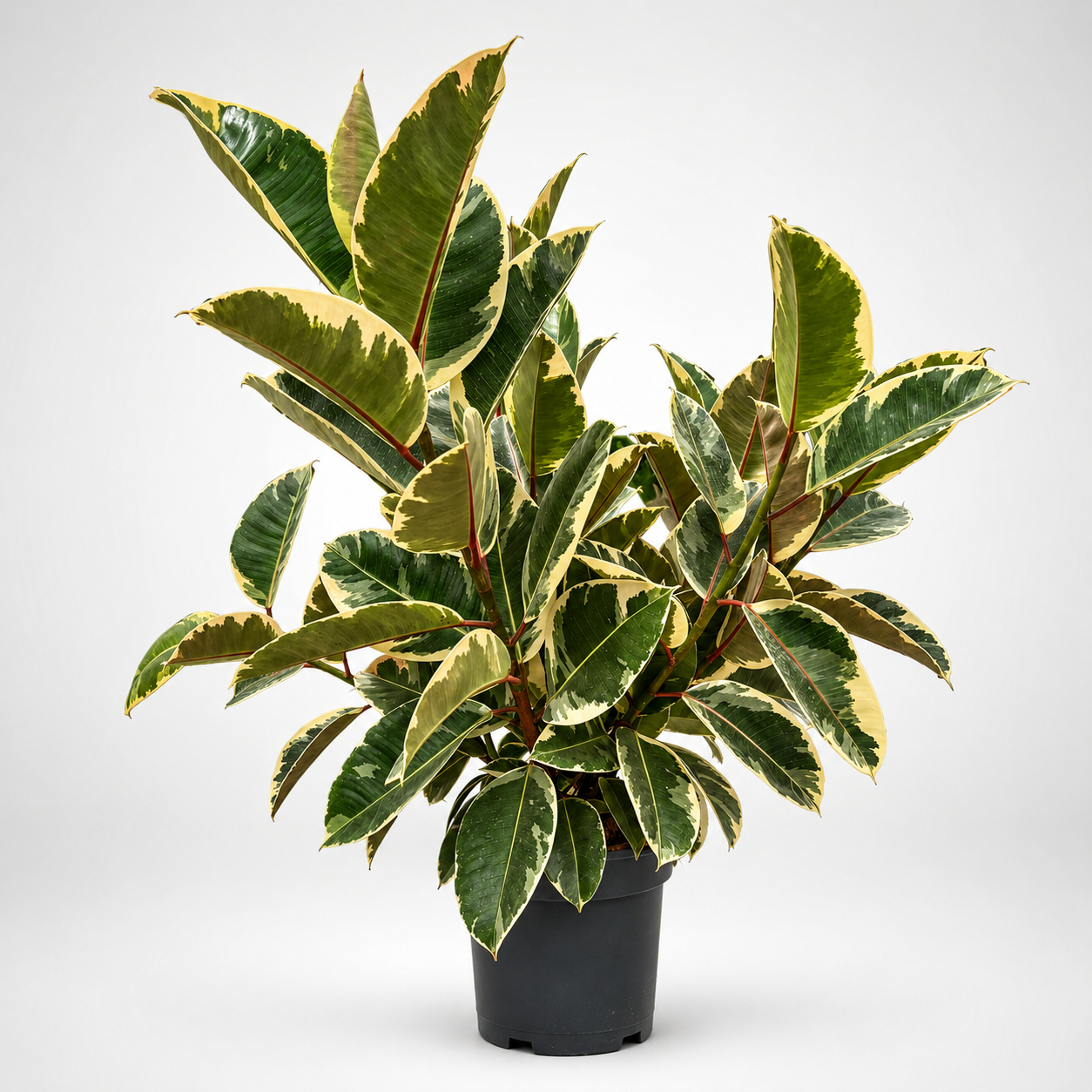 Ficus elastica Tineke Spray Ø 21cm