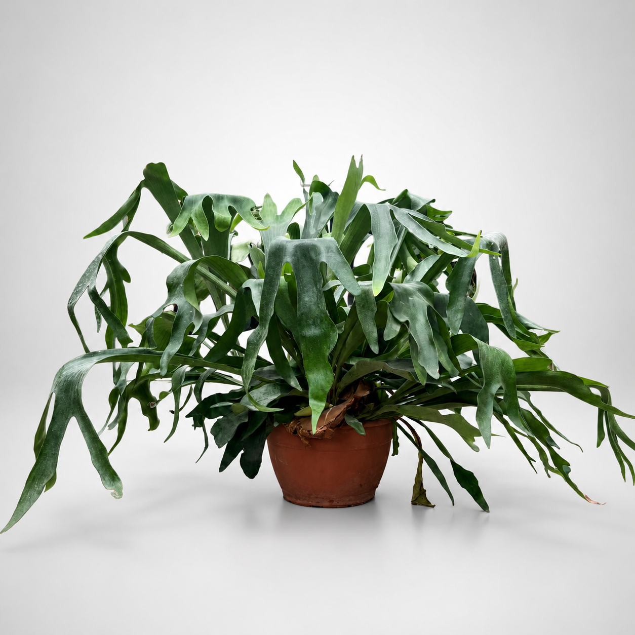 Platycerium alcicorne  Ø 30 cm