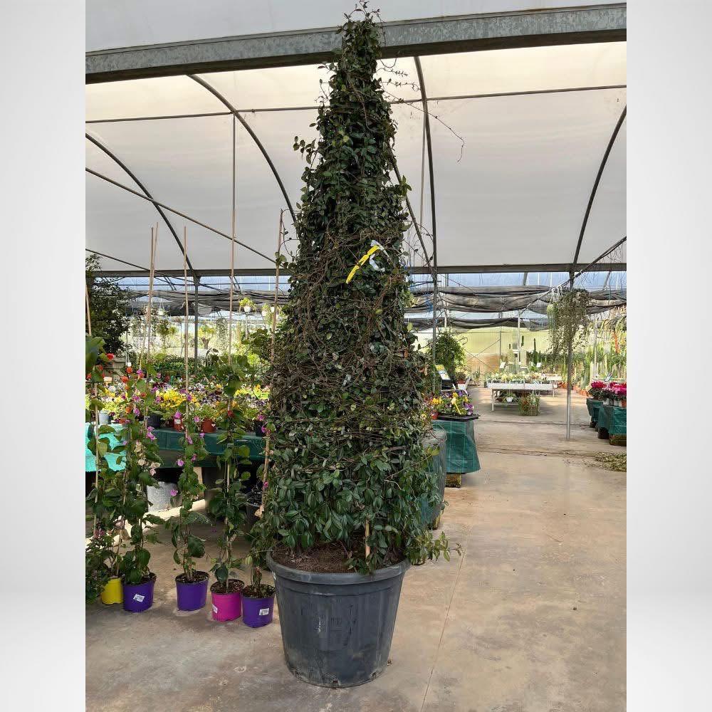 Rhyncospermum Jasminoides XL a piramide, V ø 60cm, H 3m 
