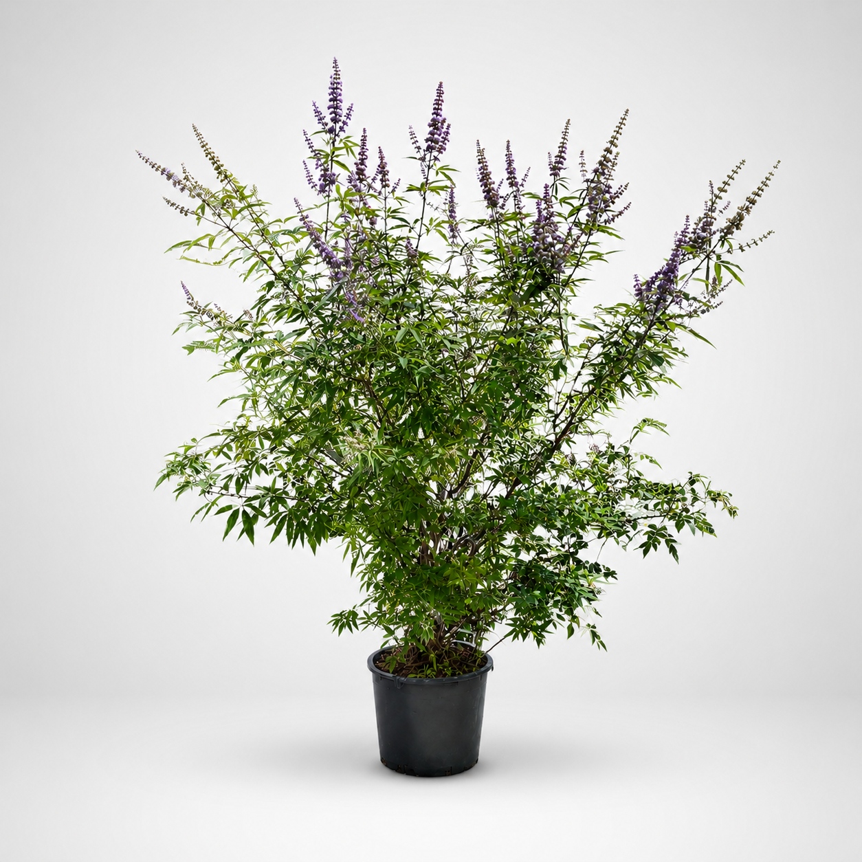 Vitex Agnus Castus (Agnocasto) Ø35 h.200cm