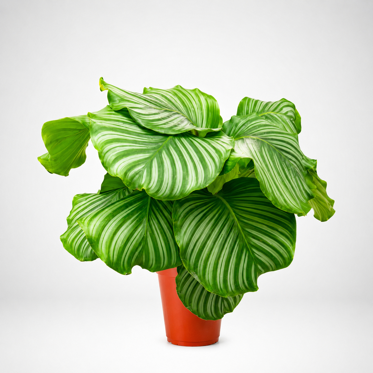 Calathea orbifolia Ø 24cm