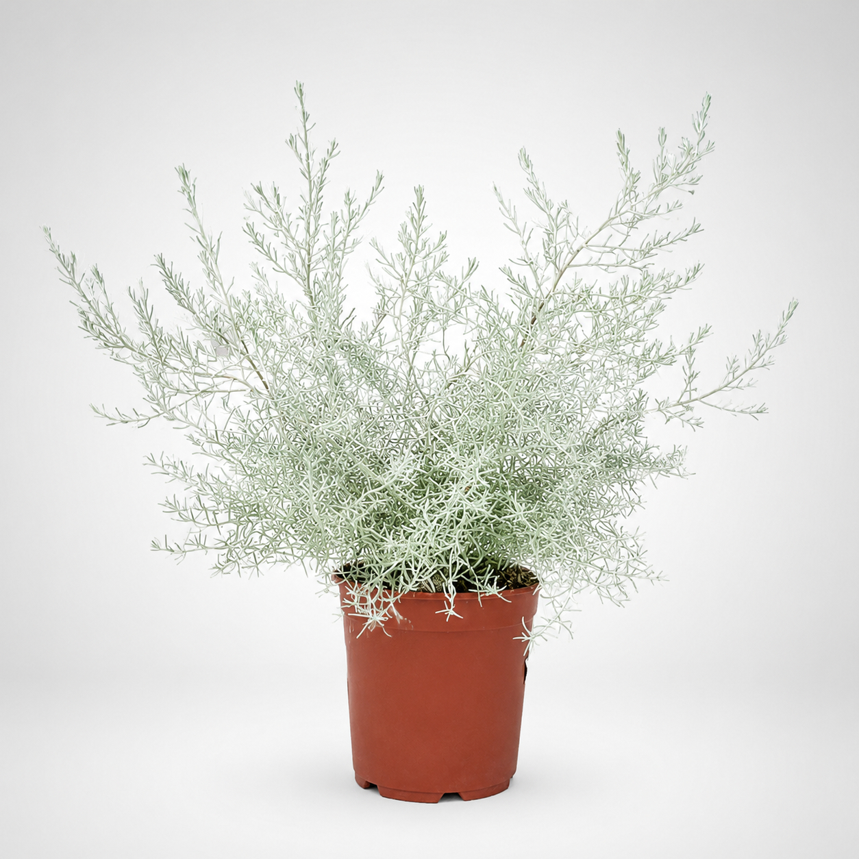 Eremophila nivea Ø24cm