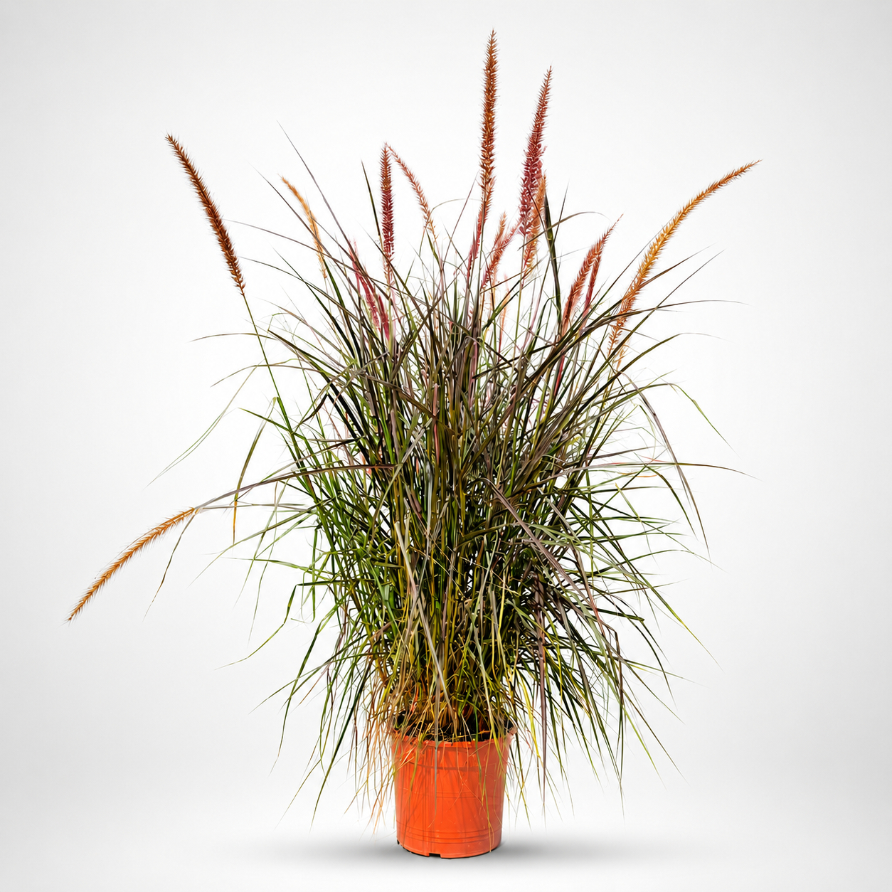 Pennisetum Rubrum Ø 24cm - H 90cm